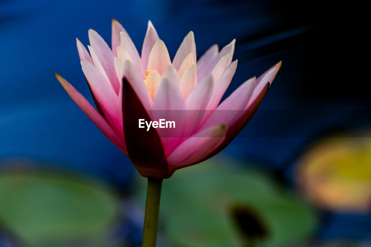 Close-up of lotus water lily