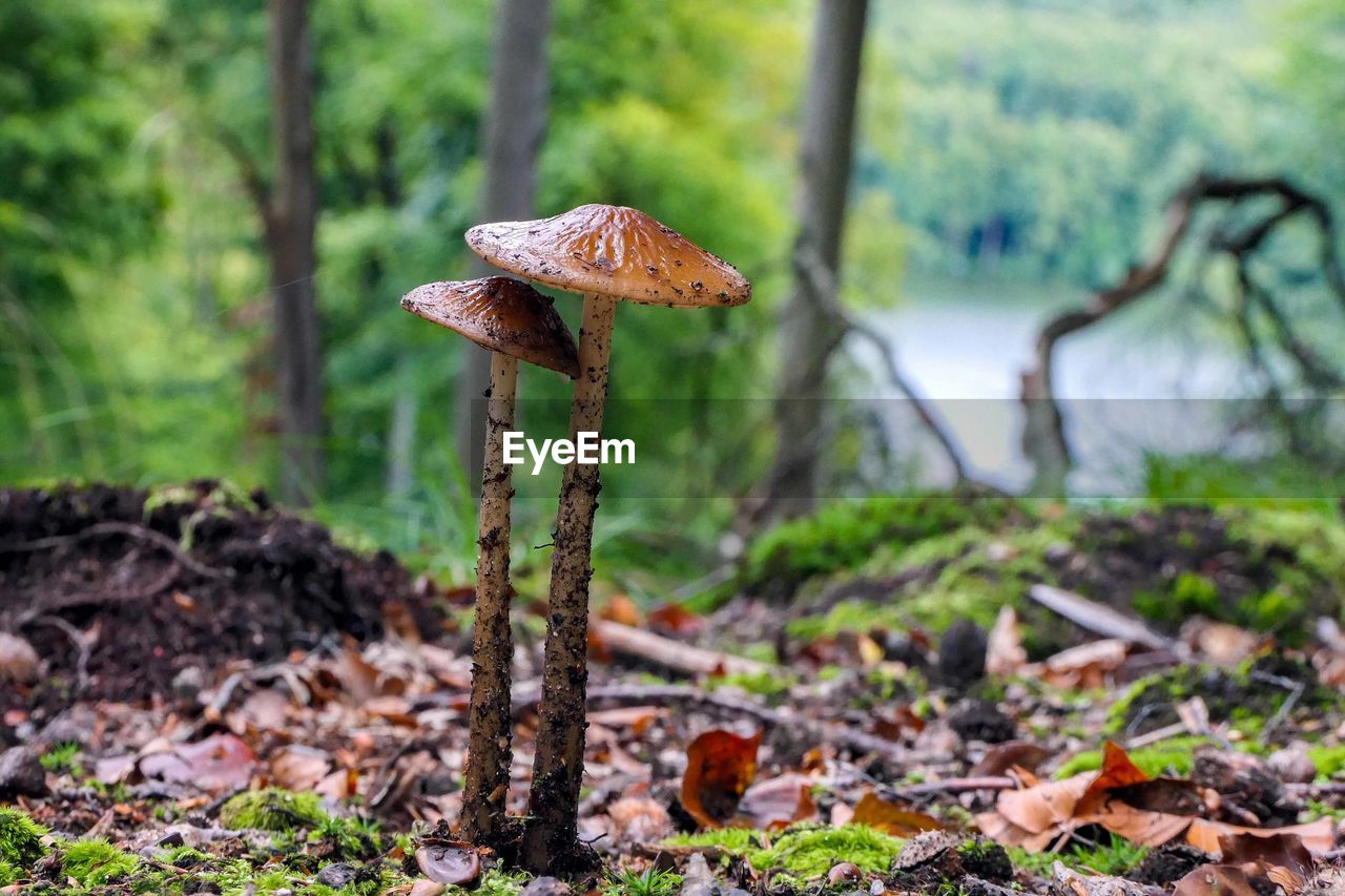 CLOSE-UP OF MUSHROOM GROWING ON LAND