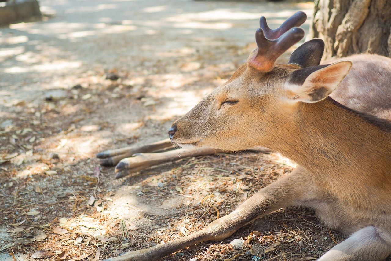 CLOSE-UP OF DEER ON LAND