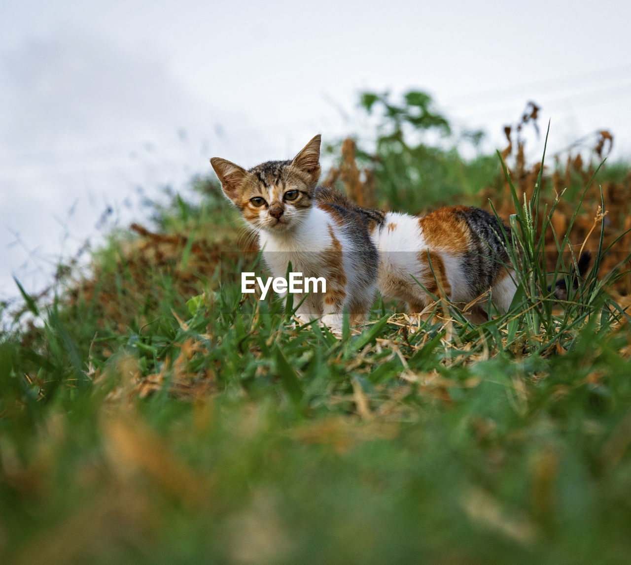 Cat lying on grass