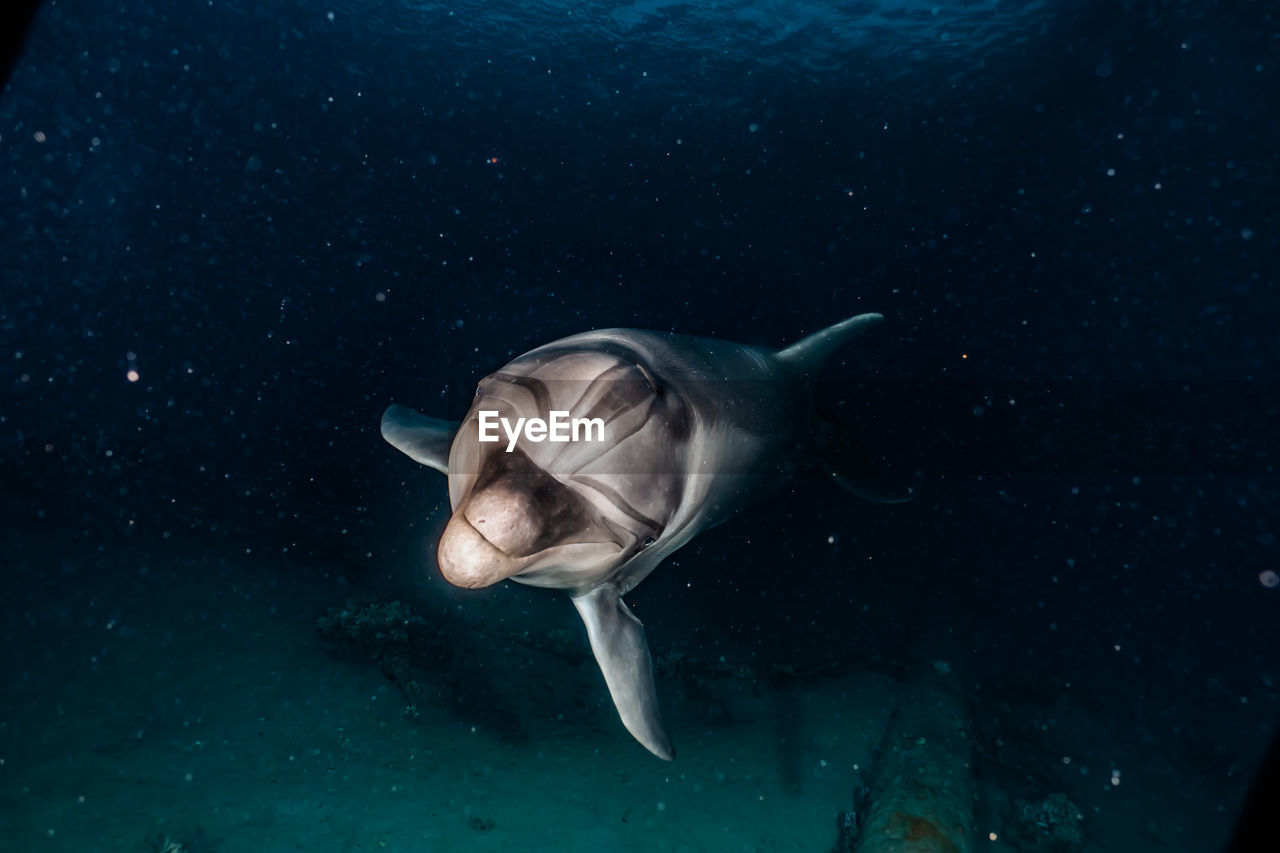 One dolphin swimming in the red sea, eilat israel a.e