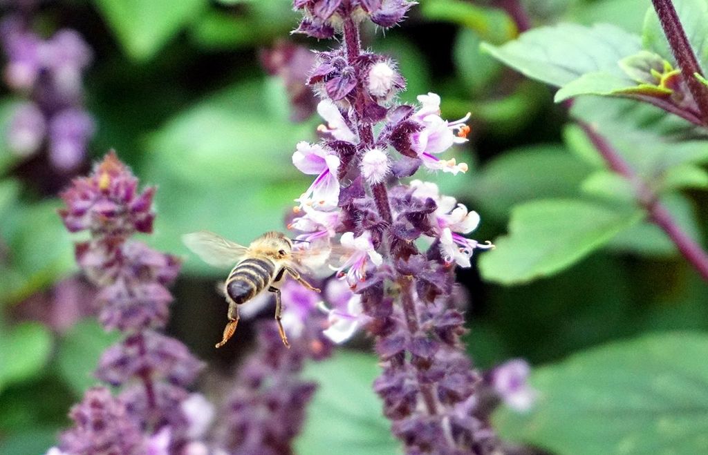 CLOSE-UP OF HONEY BEE POLLINATING ON PINK FLOWER