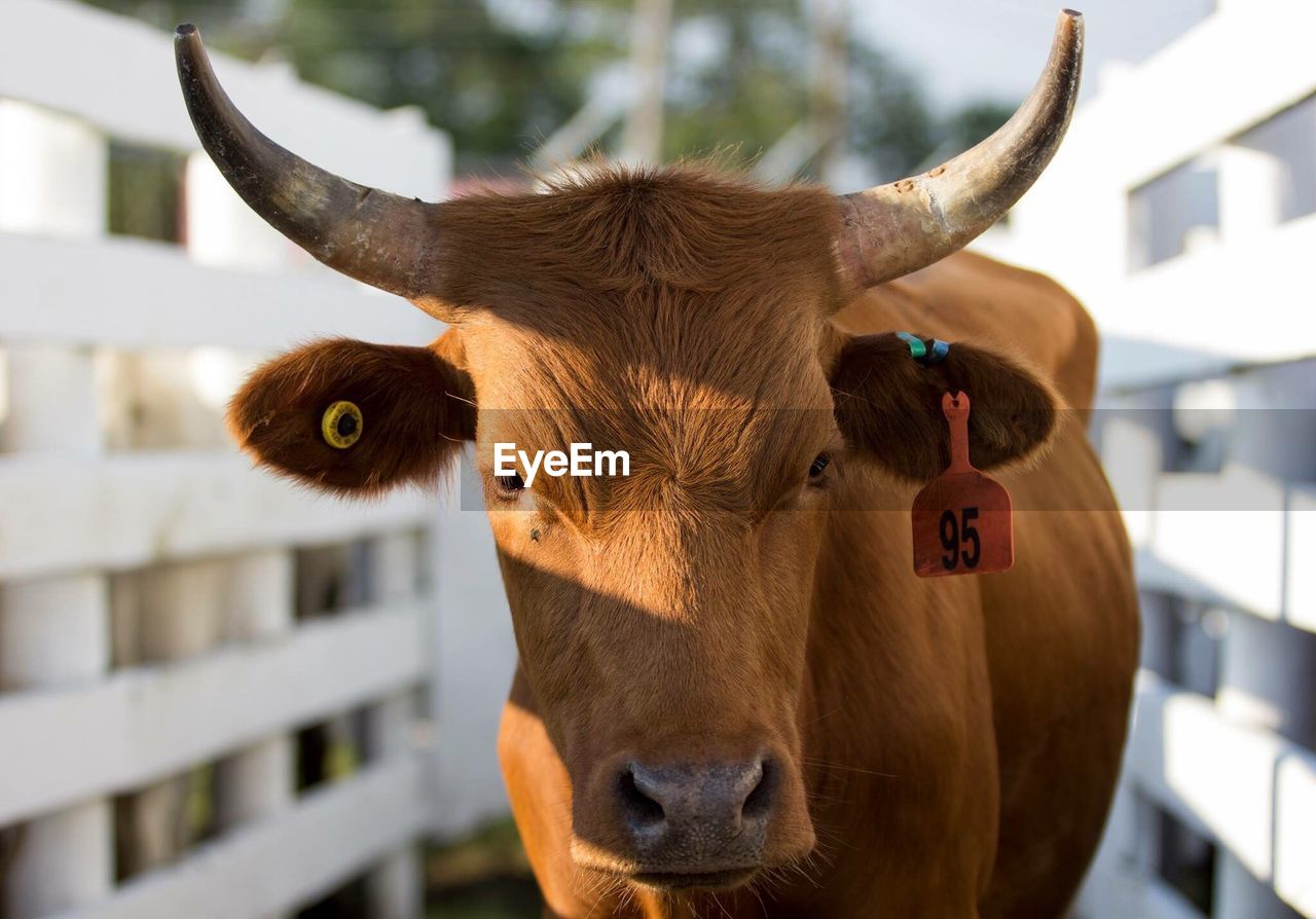 Close-up portrait of cow