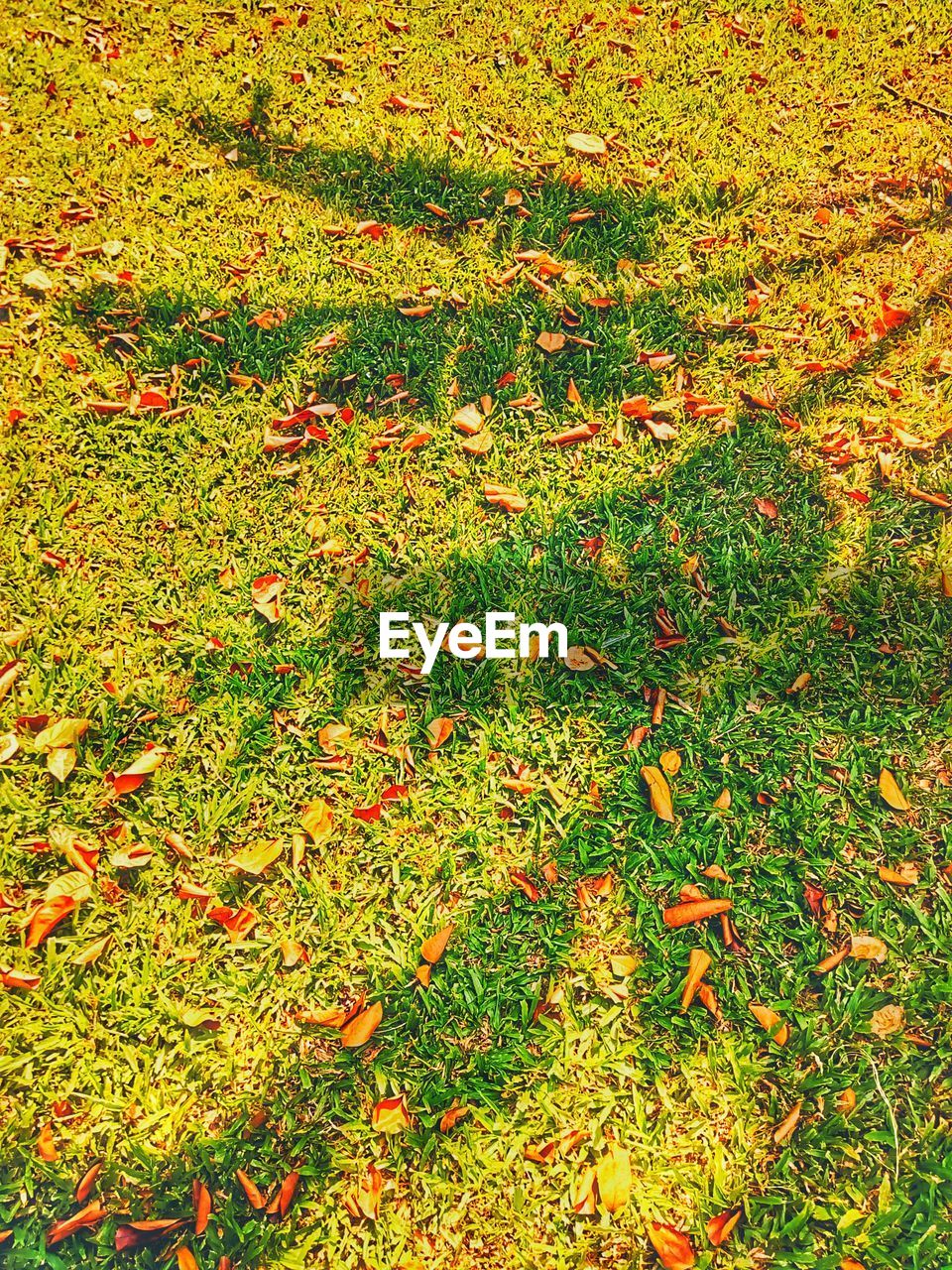 Close-up of autumn leaves on grass