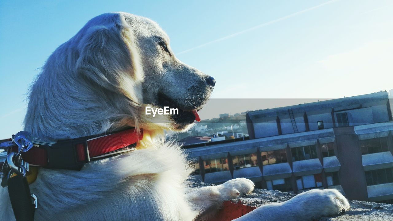 Close-up of dog against clear sky