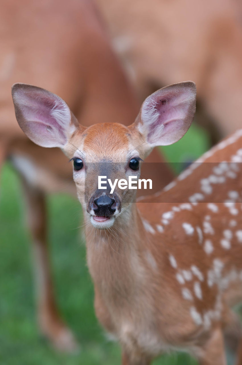 Whitetail deer fawn visiting my home in pennsylvania