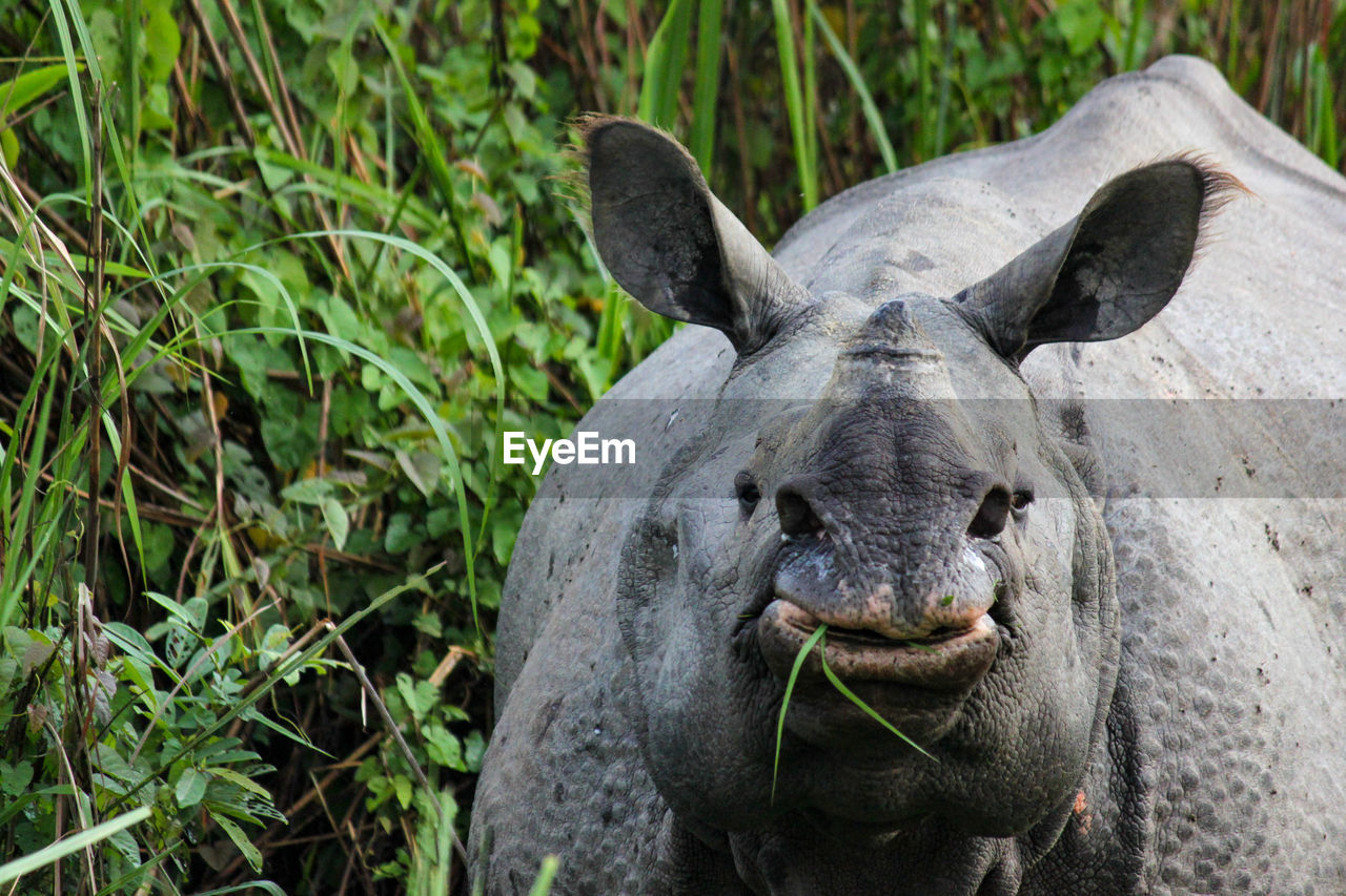 Close up of a indian rhino in the kaziranga national park