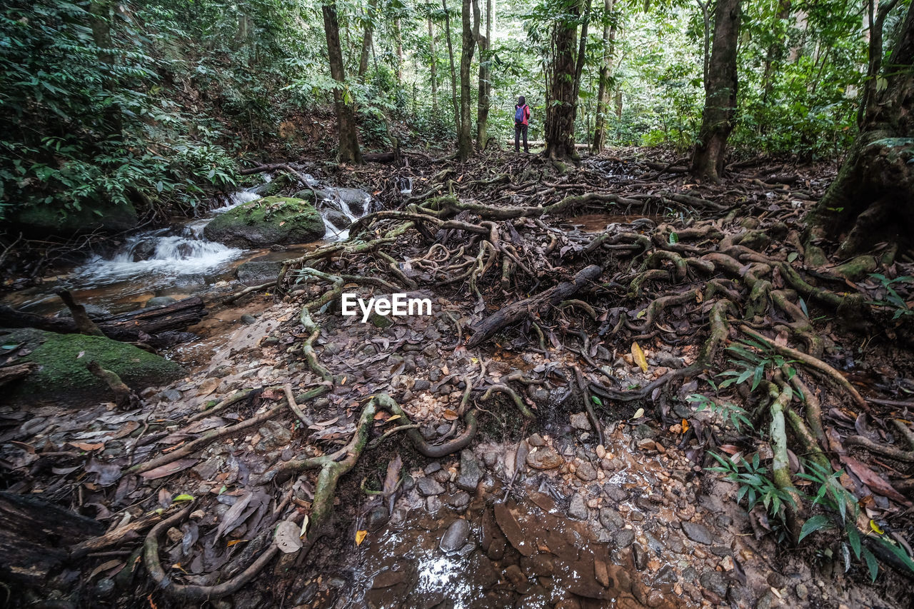 Rear view of girl standing in forest