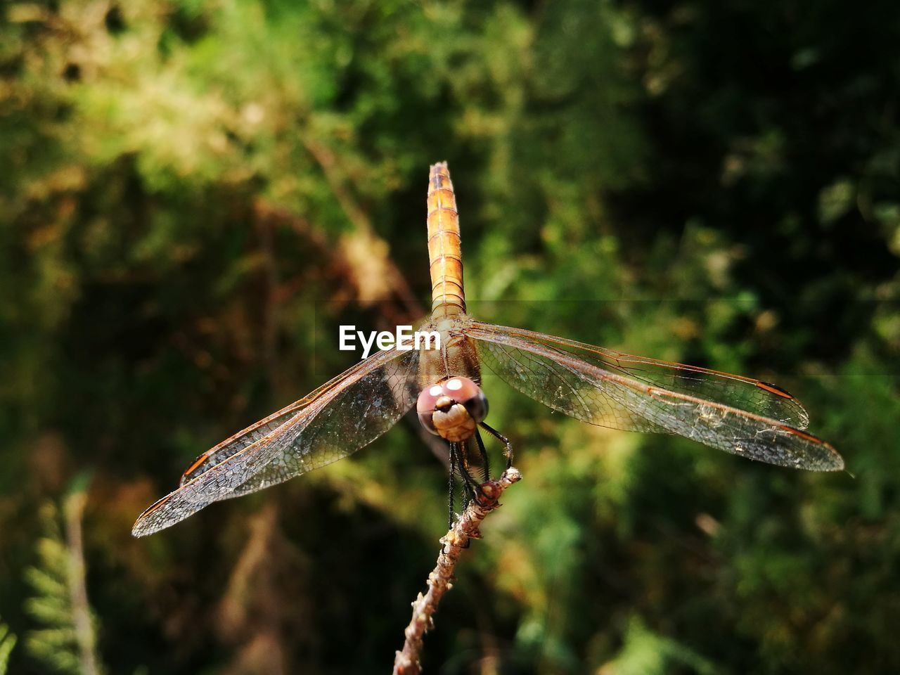 A closeup photo of adragonfly resting on a twig 