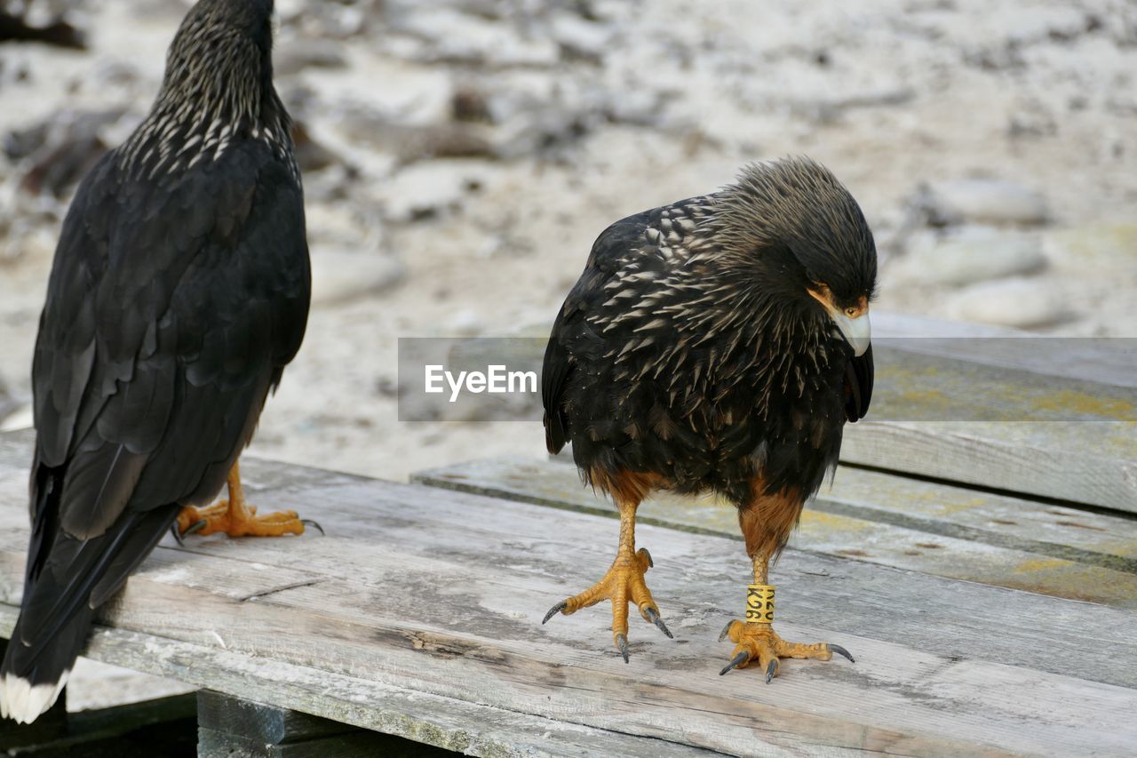 CLOSE-UP OF BIRDS ON WOOD