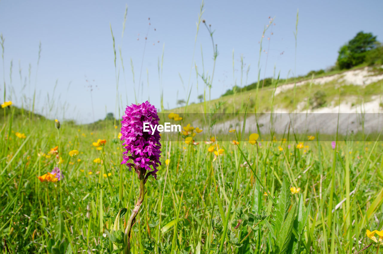 Close-up of purple flowering plant on field