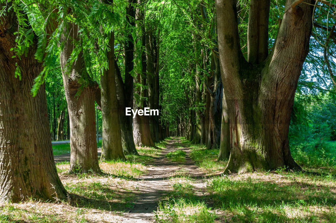 VIEW OF TREES IN FOREST