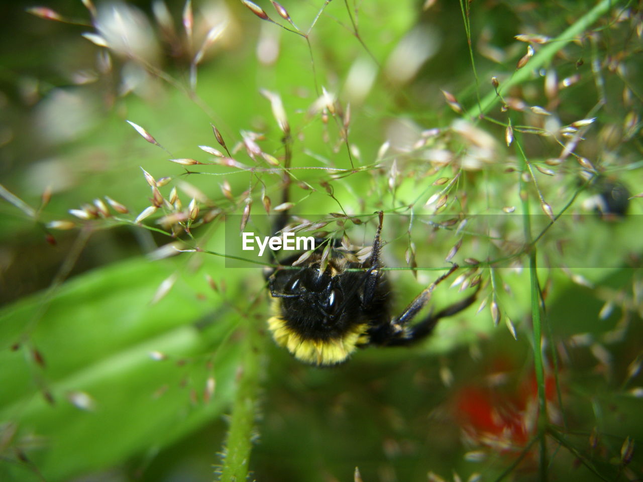 CLOSE-UP OF INSECT ON PLANTS