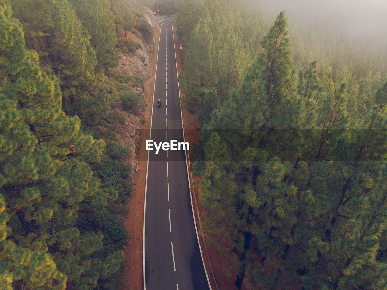 High angle view of road amidst trees in forest