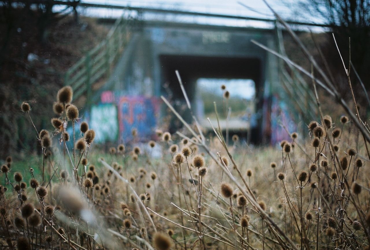 VIEW OF GRASS