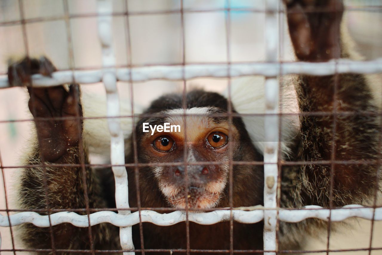 PORTRAIT OF MONKEY IN CAGE