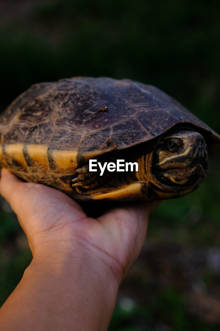 Cropped image of hand holding turtle