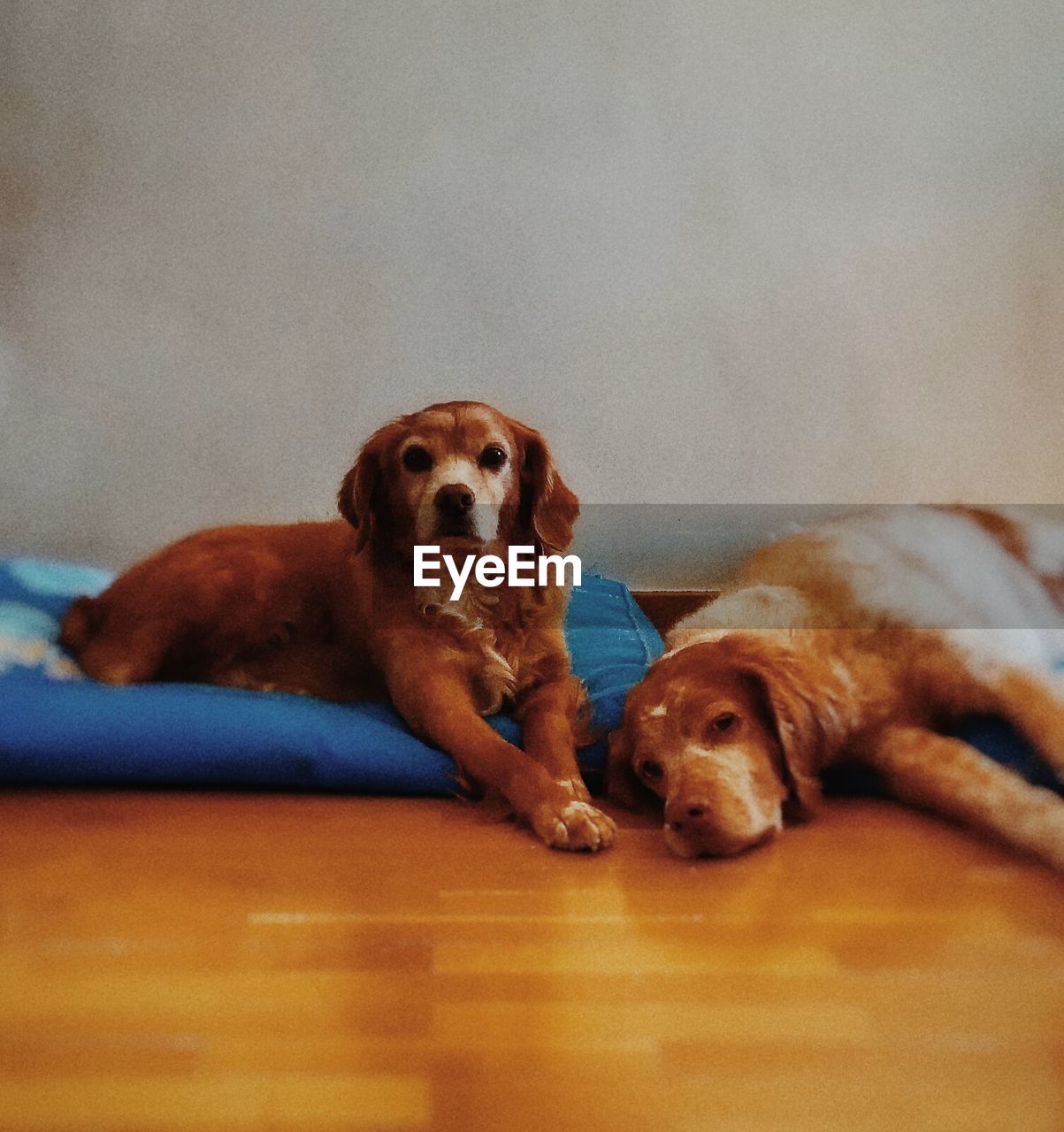 DOG RESTING ON BED