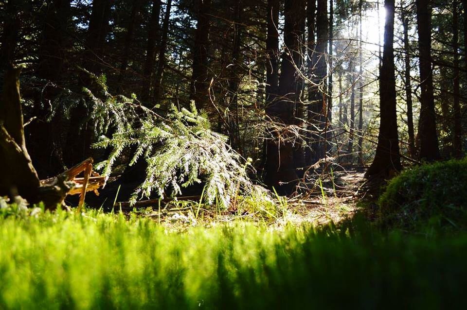 VIEW OF TREES IN FOREST