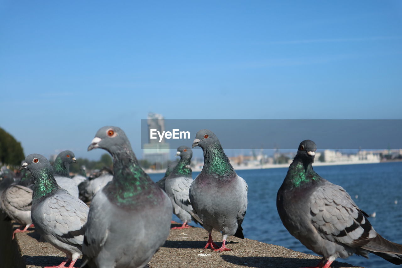 Close-up of seagulls perching on the shore