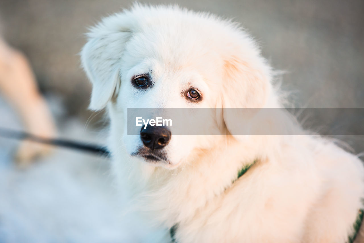 Close-up portrait of white dog