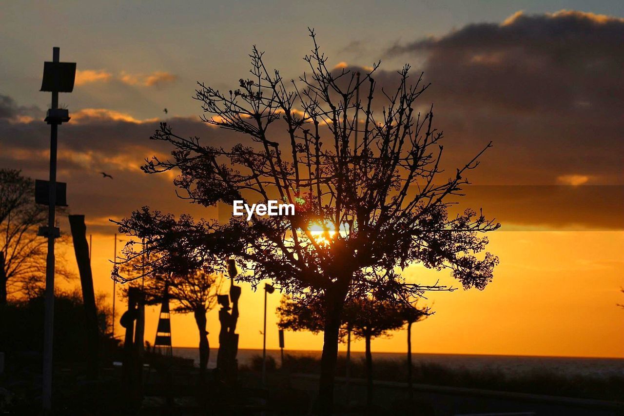 SILHOUETTE OF TREES AT SUNSET