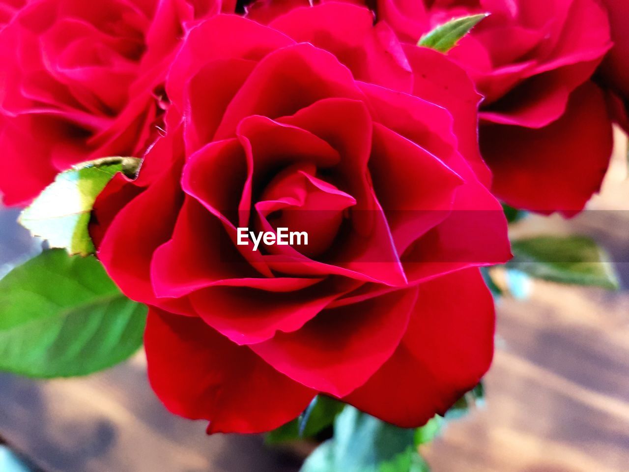 CLOSE-UP OF RED ROSES