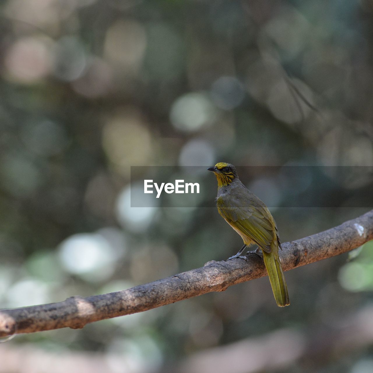 CLOSE-UP OF BIRD PERCHING ON TREE