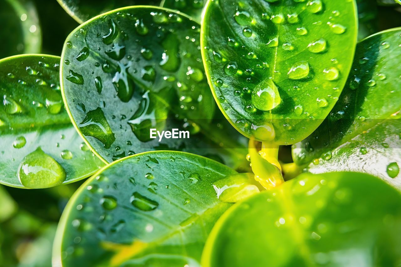 CLOSE-UP OF WET PLANT LEAVES