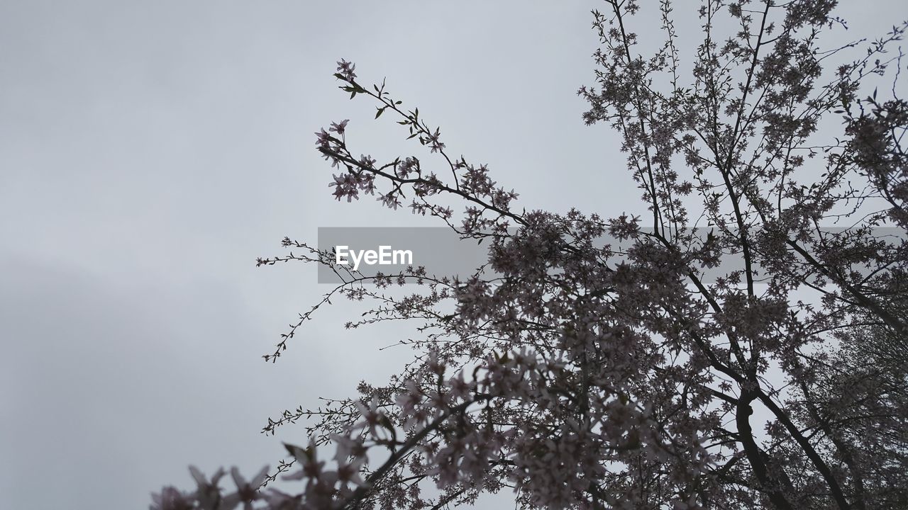 LOW ANGLE VIEW OF BRANCHES AGAINST SKY