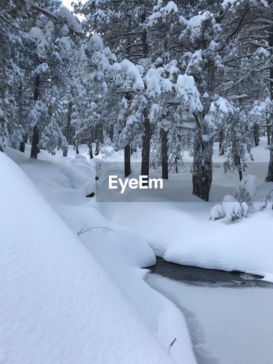 Trees on snow covered field