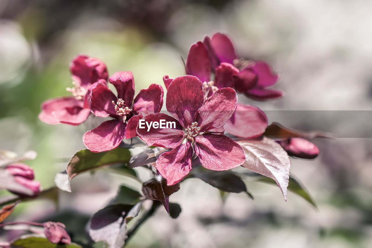 CLOSE-UP OF PINK FLOWERS BLOOMING