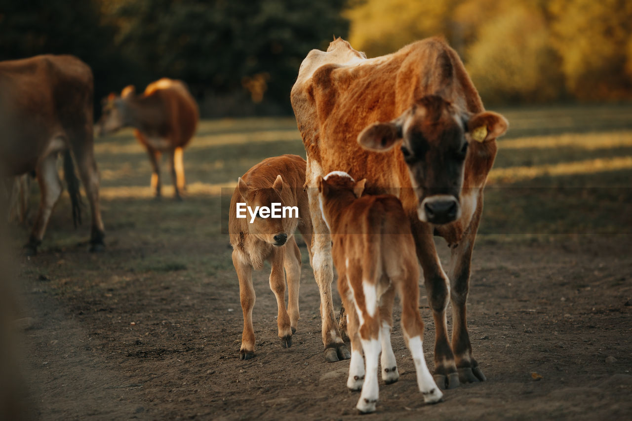 COWS STANDING IN FIELD