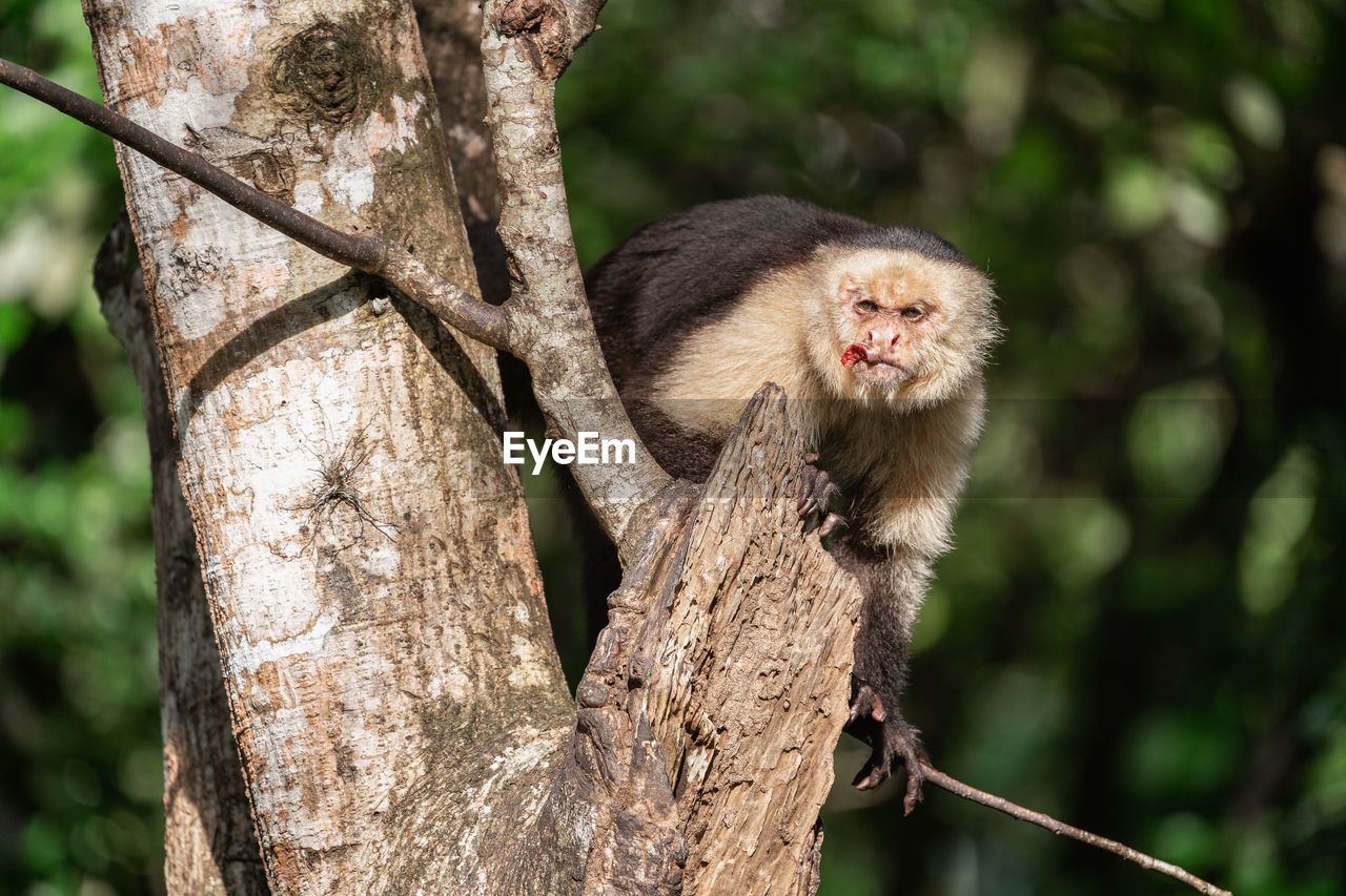Wild white faced capuchin monkey in costa rica