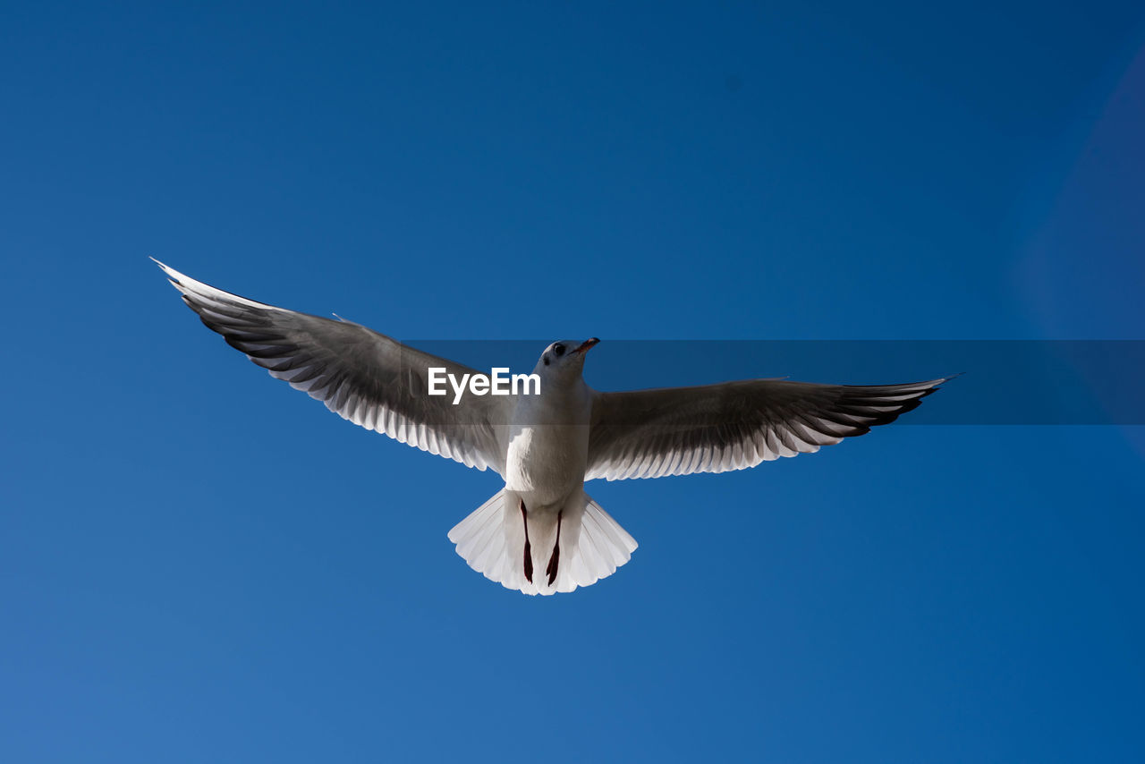 LOW ANGLE VIEW OF SEAGULLS FLYING AGAINST CLEAR BLUE SKY