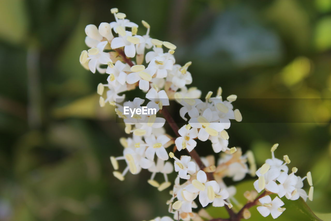 CLOSE-UP OF FLOWERING PLANT