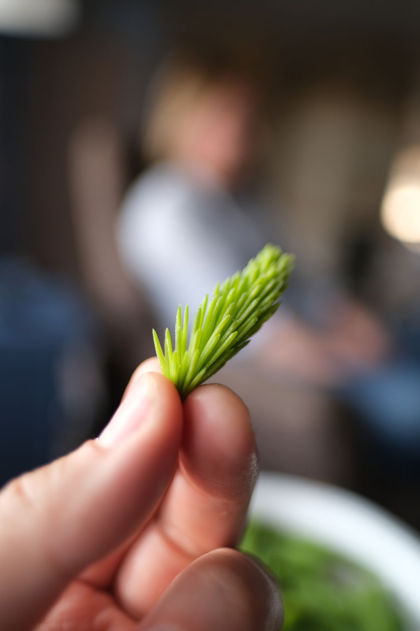 CLOSE-UP OF HAND HOLDING GREEN LEAF