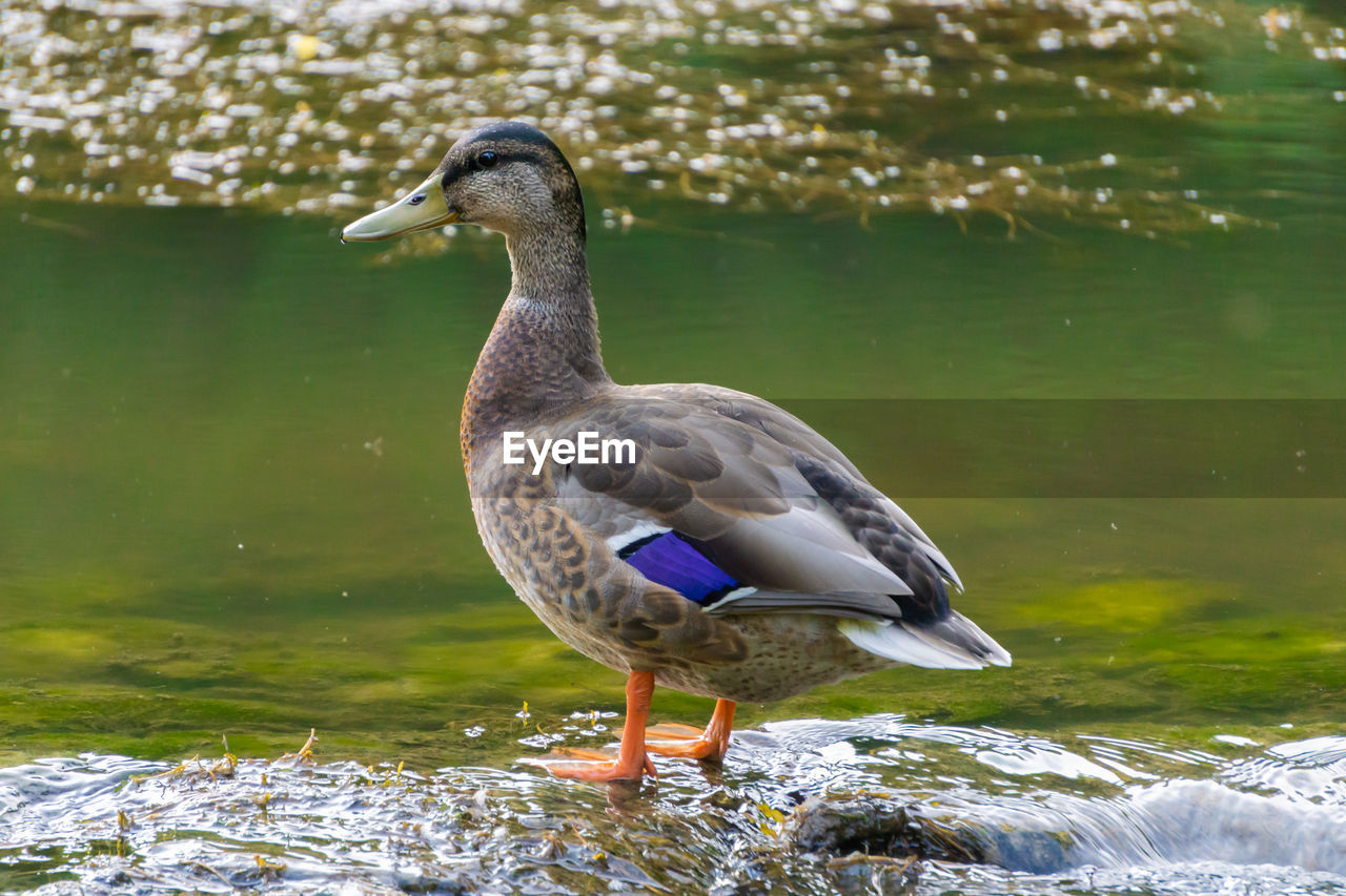 Bird perching on a lake