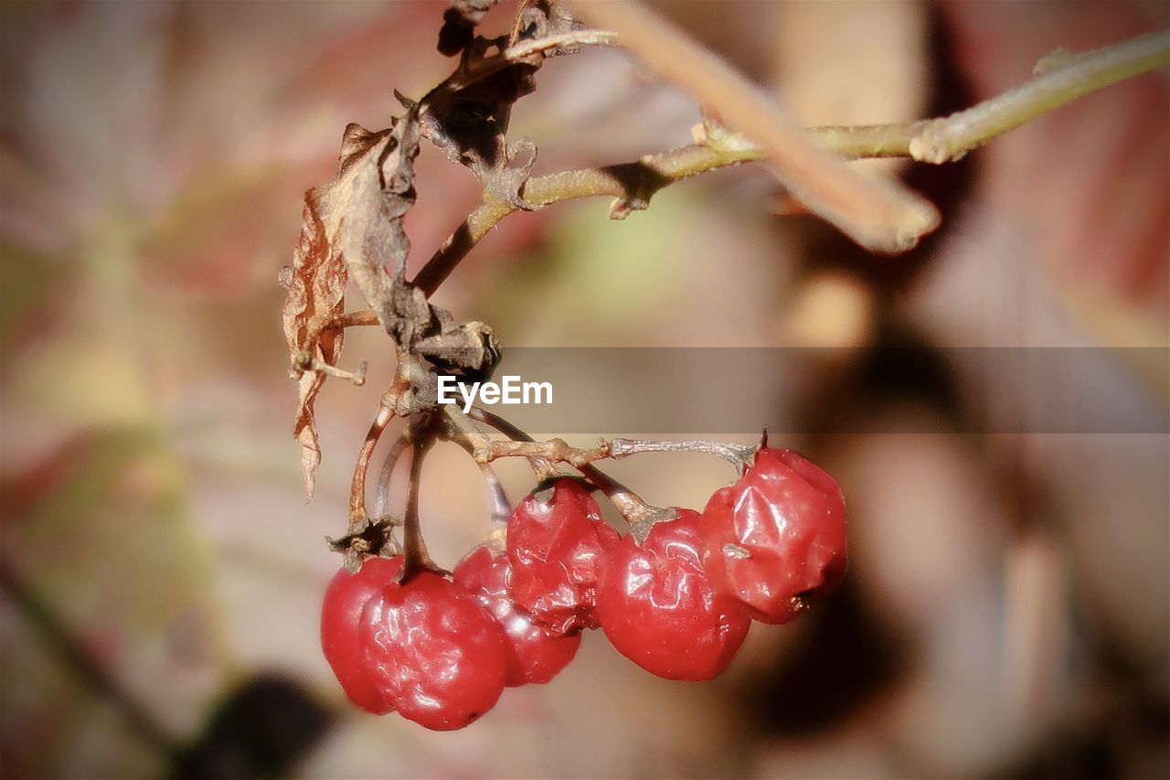 CLOSE-UP OF RED BERRIES ON BRANCH