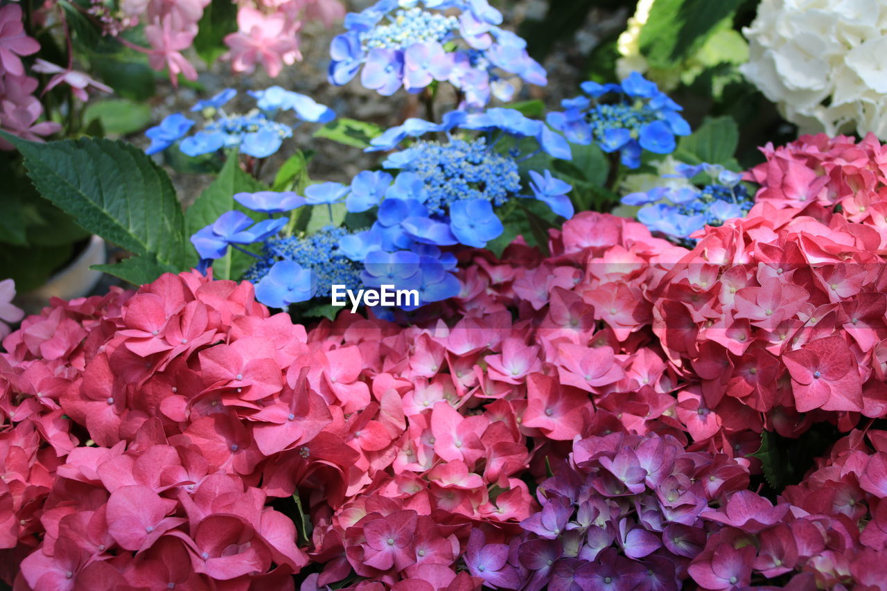 CLOSE-UP OF FRESH PINK HYDRANGEA FLOWERS IN BLUE