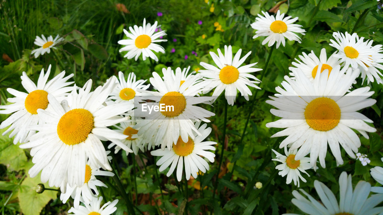 CLOSE-UP OF FRESH WHITE DAISY FLOWERS