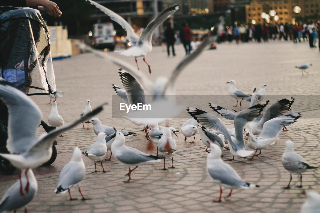 Flock of birds in the city