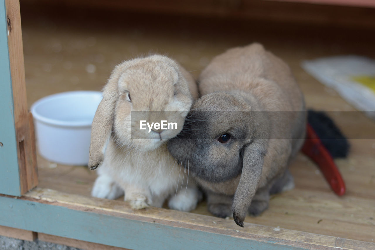 Netherlands dwarf lops pet rabbits nudge together as companions