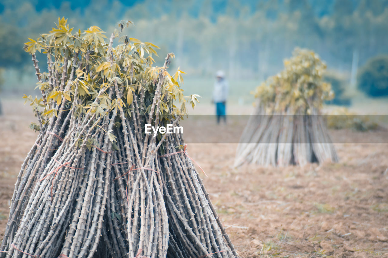 The cassava farm at the countryside of thailand