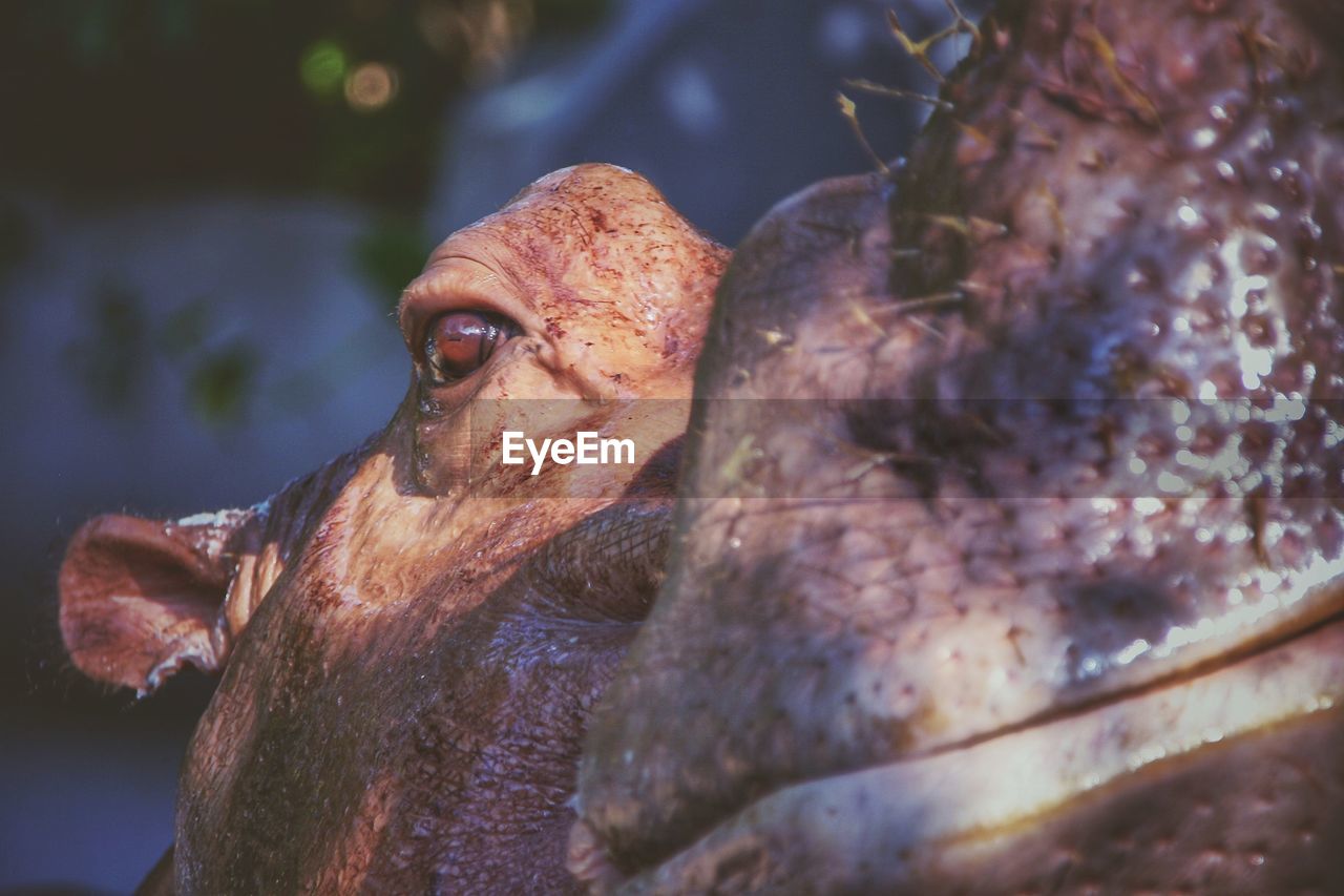 CLOSE-UP OF FISH UNDERWATER