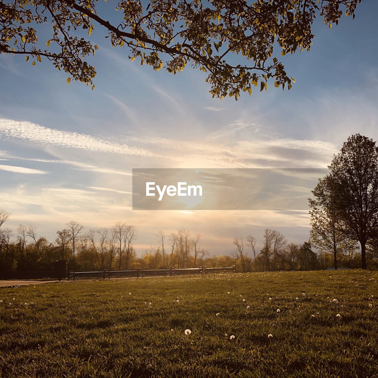 TREES ON FIELD AGAINST SKY AT SUNSET