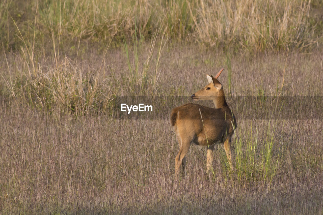 Side view of deer standing amidst plants on land