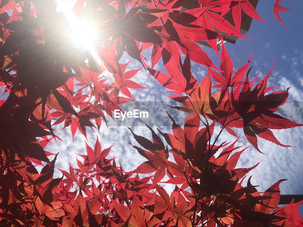 Close-up of maple leaves on tree during autumn