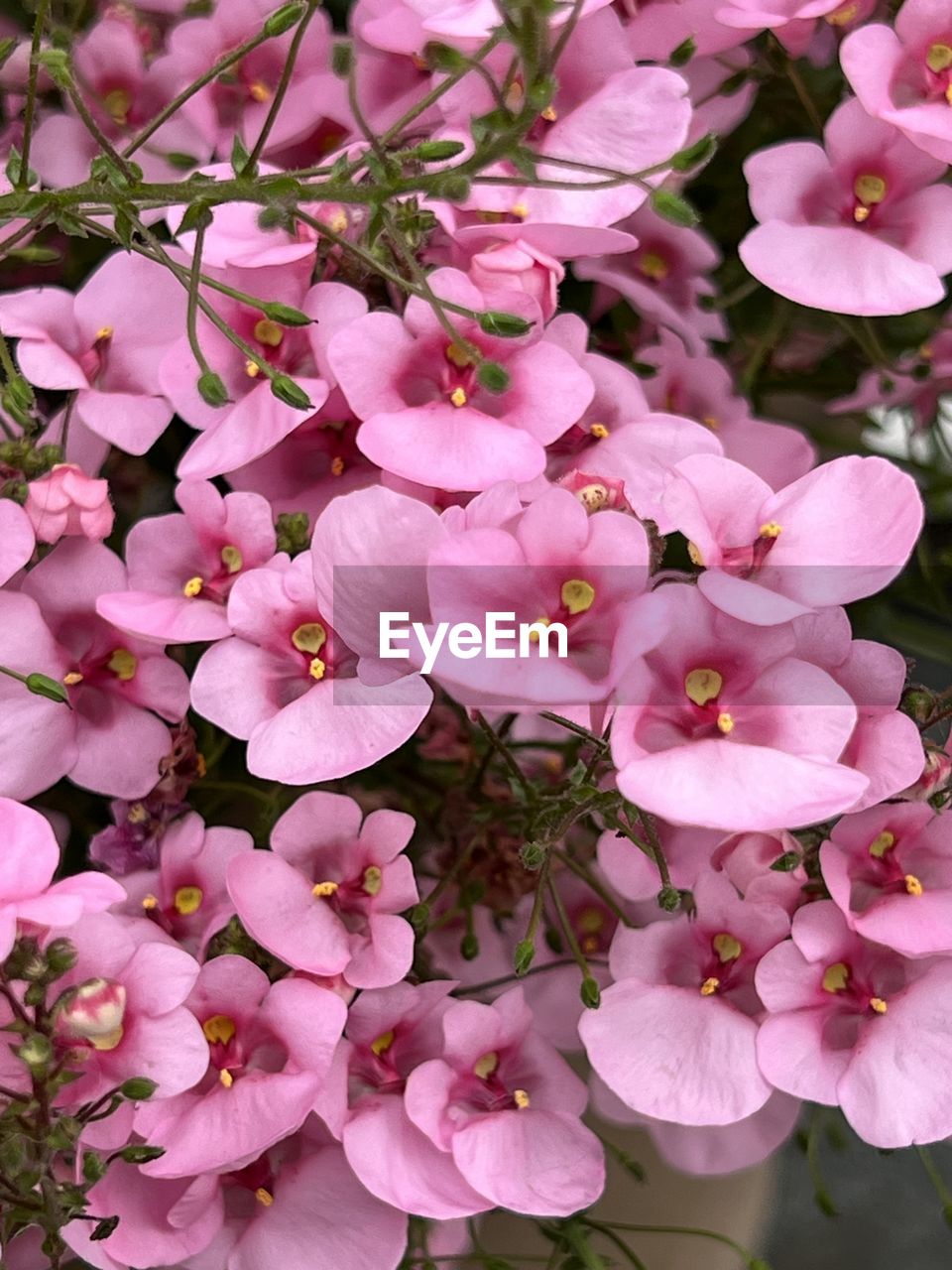 plant, flower, flowering plant, pink, beauty in nature, freshness, fragility, growth, petal, blossom, close-up, springtime, nature, inflorescence, flower head, no people, tree, botany, branch, outdoors, day, shrub, pollen, focus on foreground
