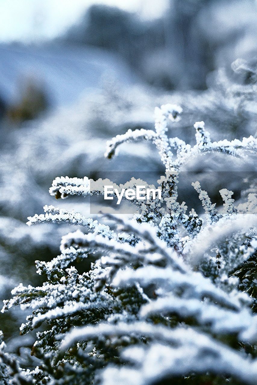 Close-up of ice crystals on plants